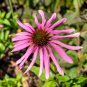 Coconut Lime' Echinacea 100 PCS Seeds