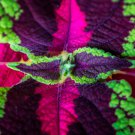 Coleus Blumei Mixed 9 Colors 100 PCS Seeds
