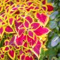 Coleus Blumei Mixed 9 Colors 100 PCS Seeds