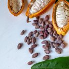 Cocoa Theobroma Cacao 20 PCS Seeds Cocoa Theobroma Cacao 20 PCS Seeds