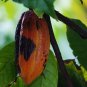 Cocoa Theobroma Cacao 20 PCS Seeds