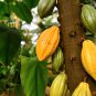 Cocoa Theobroma Cacao 20 PCS Seeds