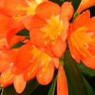 Clivia Redish Orange Flowers 100 PCS Seeds