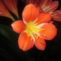 Clivia Redish Orange Flowers 100 PCS Seeds