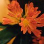 Clivia Redish Orange Flowers 100 PCS Seeds