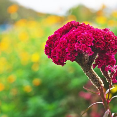 Cockscomb Flowers Dark Orange Color 300 PCS Seeds