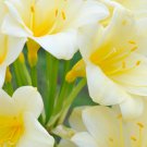 Clivia Milky Yellowish White Colors 100 PCS Seeds Clivia Milky Yellowish White Colors 100 PCS Seeds