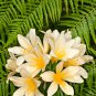 Clivia Milky Yellowish White Colors 100 PCS Seeds