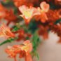 Clivia Milky Yellowish White Colors 100 PCS Seeds