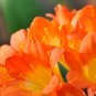 Clivia Light Redish Pink with White Yellow Colors 25 PCS Seeds