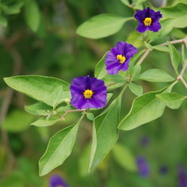 Cobee Violette 25 PCS Seeds