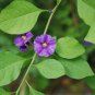 Cobee Violette 25 PCS Seeds