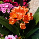 Clivia Miniata Mixed 9 Colors Purple Red Green Orange Yellow Blue 100 PCS Seeds Clivia Miniata Mixed 9 Colors Purple Red Green Orange Yellow Blue 100 PCS Seeds