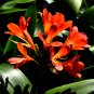 Clivia Miniata Mixed 9 Colors Purple Red Green Orange Yellow Blue 100 PCS Seeds