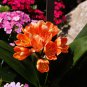 Clivia Miniata Mixed 9 Colors Purple Red Green Orange Yellow Blue 100 PCS Seeds