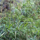 Clumping Bamboo 30 PCS Seeds Clumping Bamboo 30 PCS Seeds