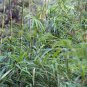 Clumping Bamboo 30 PCS Seeds
