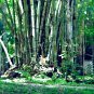 Clumping Bamboo 30 PCS Seeds