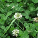 Clover Bonsai Trifolium Repens Beauty Lucky 250 PCS Seeds