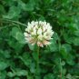 Clover Bonsai Trifolium Repens Beauty Lucky 250 PCS Seeds