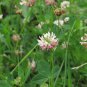 Clover Bonsai Trifolium Repens Beauty Lucky 250 PCS Seeds