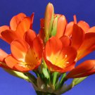 Clivia Flower Mixed 8 Colors 100 PCS Seeds