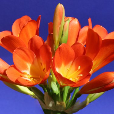 Clivia Flower Mixed 8 Colors 100 PCS Seeds