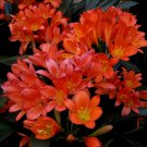 Clivia Bonsai Cheap Clivia Potted Balcony Flower 100 PCS Seeds