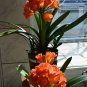 Clivia Bonsai Cheap Clivia Potted Balcony Flower 100 PCS Seeds