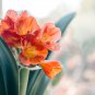 Clivia Bonsai Cheap Clivia Potted Balcony Flower 100 PCS Seeds