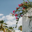 Climbing Rose Tree 200 PCS Seeds Climbing Rose Tree 200 PCS Seeds
