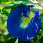 clitoria ternatea Ethnic aparajita Butterfly Pea or Blue clitoria 100 PCS Seeds