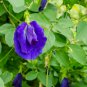 clitoria ternatea Ethnic aparajita Butterfly Pea or Blue clitoria 100 PCS Seeds