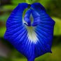 clitoria ternatea Ethnic aparajita Butterfly Pea or Blue clitoria 100 PCS Seeds
