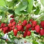 Climbing Red Strawberry Big & Delicious 300 PCS Seeds