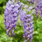 Climbing Wisteria Purple Flowers 5 PCS Seeds