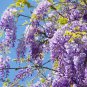 Climbing Wisteria Purple Flowers 5 PCS Seeds