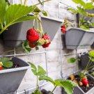 Climbing Strawberry Plant 400 PCS Seeds
