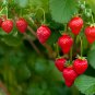 Climbing Strawberry Plant 400 PCS Seeds