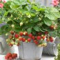Climbing Strawberry Plant 400 PCS Seeds