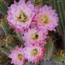 Climbing Plant Echinopsis Tubiflora Flowering Cactus Bonsai 100 PCS Seeds