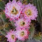 Climbing Plant Echinopsis Tubiflora Flowering Cactus Bonsai 100 PCS Seeds