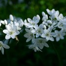 Climbing Jasmine Flower 20 PCS Seeds