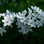 Climbing Jasmine Flower 20 PCS Seeds