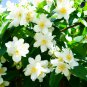 Climbing Jasmine Flower 20 PCS Seeds