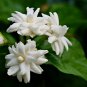 Climbing Jasmine Flower 20 PCS Seeds