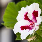 Climbing Gloxinia Perennial Flowering Plants Sinningia Speciosa 100 PCS Seeds