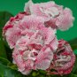 Climbing Gloxinia Perennial Flowering Plants Sinningia Speciosa 100 PCS Seeds