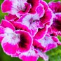 Climbing Gloxinia Perennial Flowering Plants Sinningia Speciosa 100 PCS Seeds
