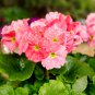 Climbing Geranium Pelargonium 200 PCS Seeds